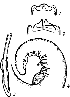 Physaloptera iruncata (Schneider, 1866) cursorii Vuylsteke, 1953 (по Вуйльстеке, 1953)