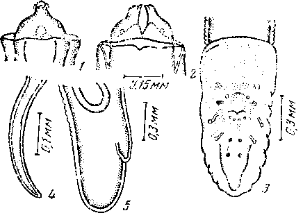 Physaloptera upembae Vuylsteke, 1953 (по Вуйльстеке, 1953)