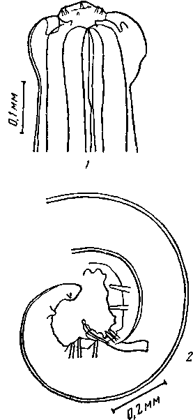 Proleptus australis Baylis, 1933 (по Бейлису, 1933)