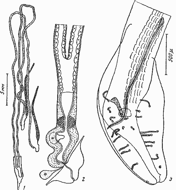 Proleptus obtusus Dujardin, 1845 (по Сера, 1919)
