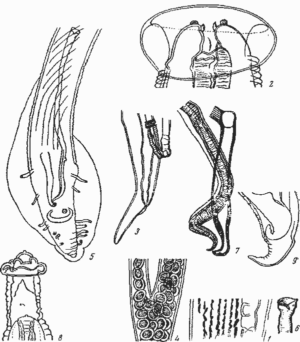 Proleptus problematicus Kreis, 1940 (по Крейсу, 1940)