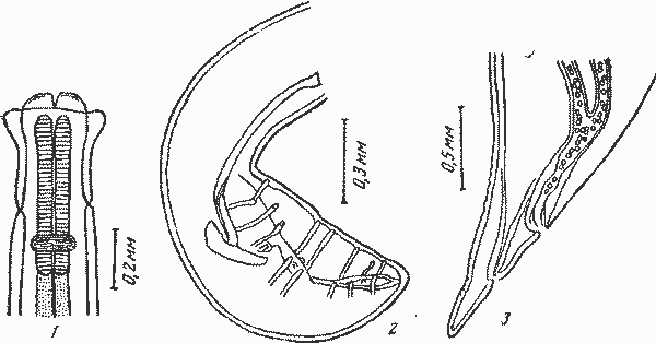 Proleptus robustus (Bencdin, 1871) (по Бейлису, 1933)