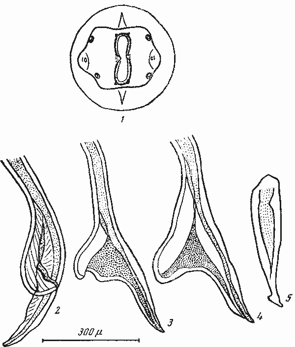 Proleptus robustus (Beneden, 1871) (по Кампана-Руже, 1955)