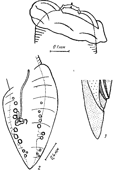 Proleptus trygonorrhinae Johnson et Mawson, 1943 (по Джонстону и Маусон, 1943)