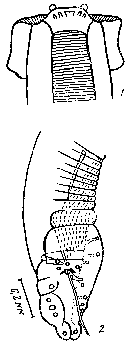 Proleptus urolophi Johnson et Mawson, 1951 (по Джонстону и Маусон, 1951)