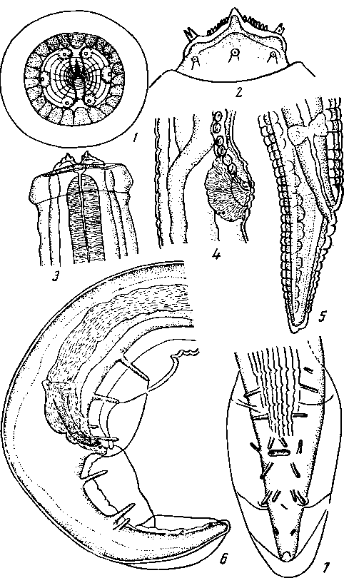 Paraleptus scyllii Wu, 1927 (по By, 1927)