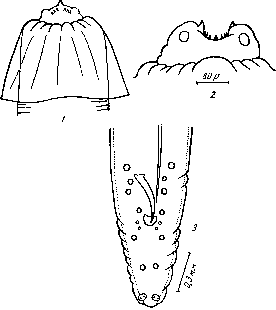 Paraleptus australis Johnston et Mawson, 1943 (по Джонстону и Маусон, 1943)