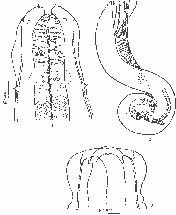 Heliconema brevispiculum Baylis, 1934 (по Бейлису, 1934)