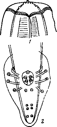 Physaloptera (Physaloptera) felidis Ackcrt, 1936 (по Экерту, 1936)