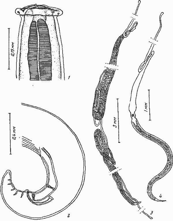 Heliconema longissima (Ortlepp, 1922) Chabaud et Campana—Rouget, 1956 (по Ямагути, 1935)