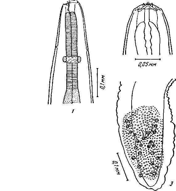 Thubunaea asymmetrica Baylis, 1930 (по Бейлису, 1930)