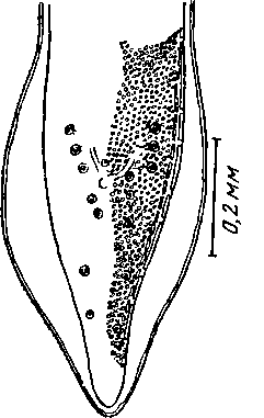 Thubunaea grayiacola Sandground, 1933 (по Сэндграунду, 1933)