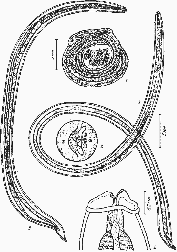 Thubunaea sp. Basir, 1949 (по Базпру, 1949)