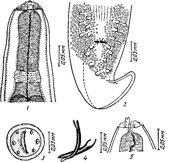 Physalopteroides dryophisi Wu et Liu, 1940 (по By и Лю, 1940)