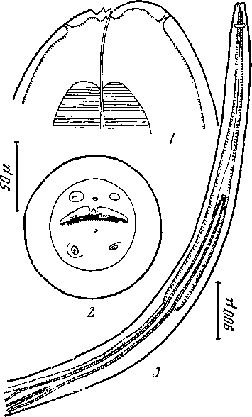 Physalopteroides chamaeleonis Chabaud et Brygoo, 1960 (по Шабо и Бриго, 1960)