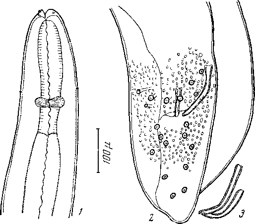 Physalopteroides chamaeleonis Chabaud et Brygoo, 1960 (по Шабо и Бриго, 1960)