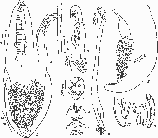 Physalopteroides venacioi (Lent, Freitas et Proenca, 1946) Sobolev, 1949 (по Ленту, Фрейтасу, по Проенса, 1949)