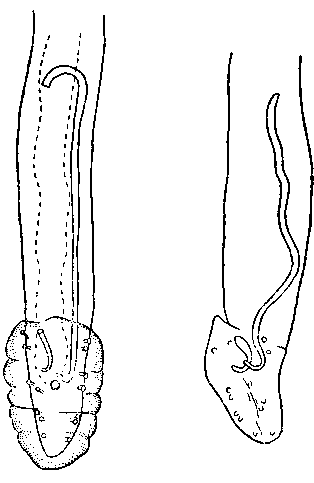 Dogielina inexpectata (Dogiel et Bychowsky, 1939) (по Догелю и Быховскому, 1939)