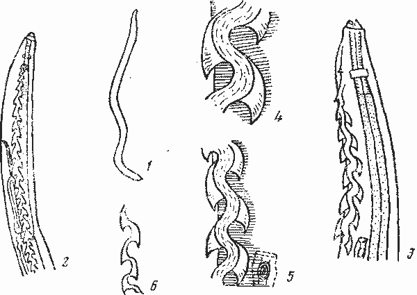 Pseudorictularia disparalis (Irwin-Smith, 1922) (по Ирвин-Смит, 1922)