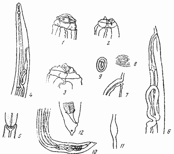 Pseudorictularia disparalis (Irwin-Smitli, 1922) (по Ирвин-Смит, 1922)