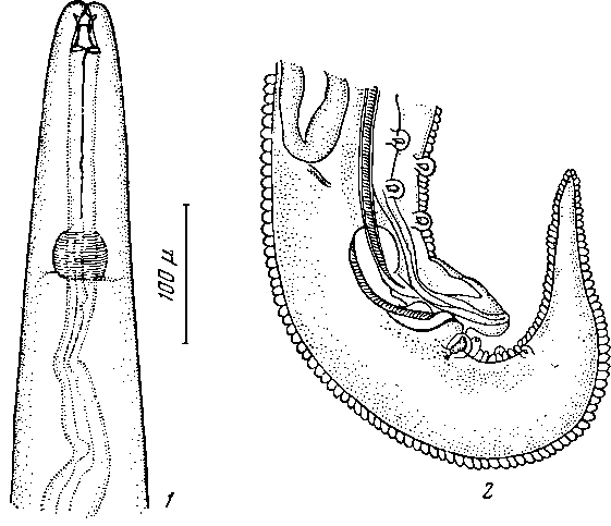 Microtetrameres gubernaculifernis Sultanov, 1946 (по Султанову, 1946)
