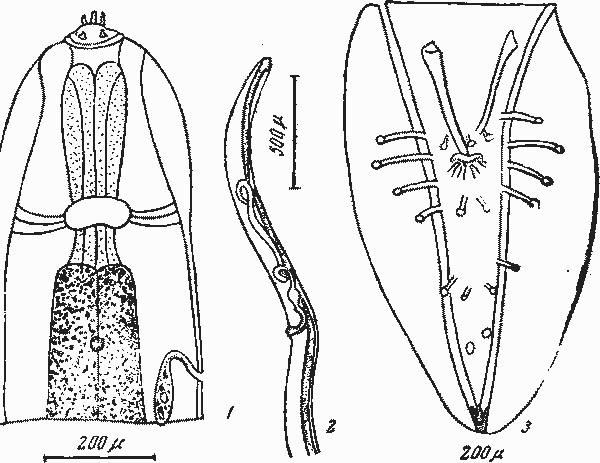 Physoloplera (Phifsaloplera) kollani Kobnloj, 1953 (по Кобулею, 1953)