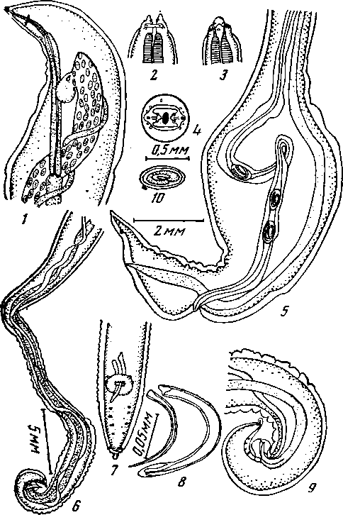 Geopetitia chabaudi Rasheed, 1960 (по Рашиду, 1960)