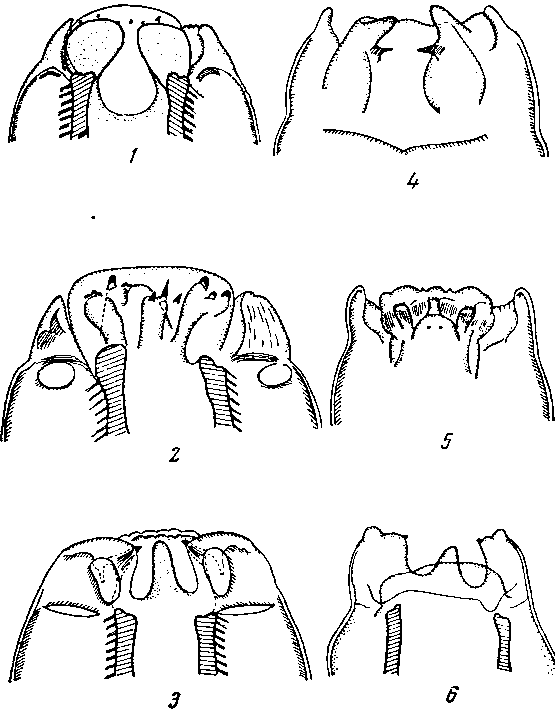  Gendrespirura chabaudi Le-Van-Hoa, 1961 и Gendrespirura hamospieulata (Neveu-Lemaire, 1927) (по Ле-Ван-Гоа, 1961)