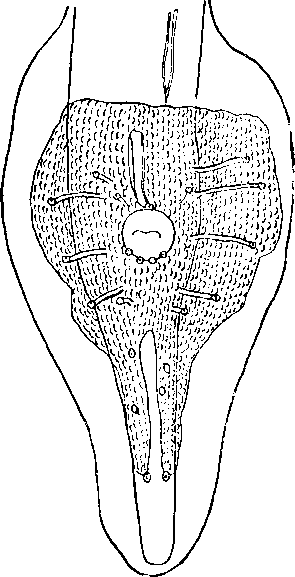 Physaloptera (Physalop tera) clausa clausa Rudolphi, 1819 (по Сера, 1917)