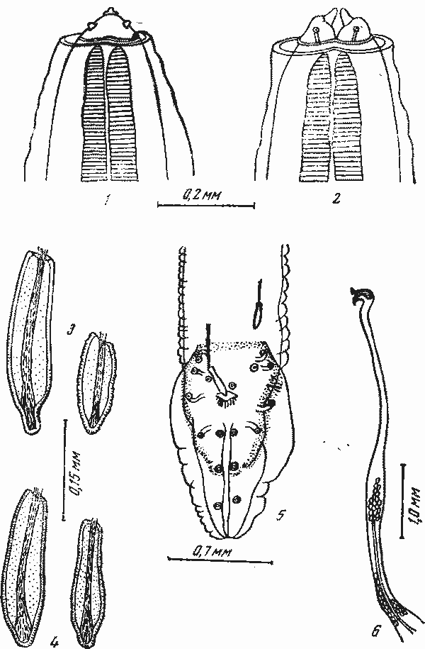 Physaloptera (Physaloptera) lumsdeni Yeh Liang-Scheng, 1957 (по Иэх Лнанг-Шснгу, 1957)