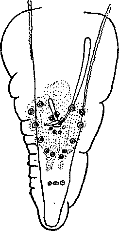 Physaloptera (Physaloptera) massino Schulz, 1926 (по Шульцу, 1926)