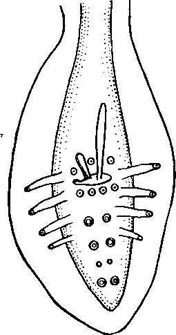 Physaloptera (Physaloptera) massitio Schulz, 1926 (по Моргану, 1943)