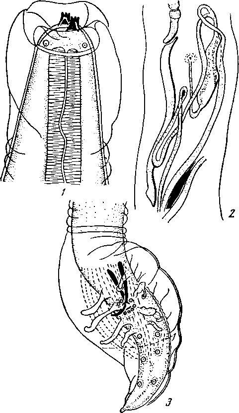 Physaloptera (Physaloptera) maxillaris Molin, 1860 (по Кабальеро и Перегрина, 1938)