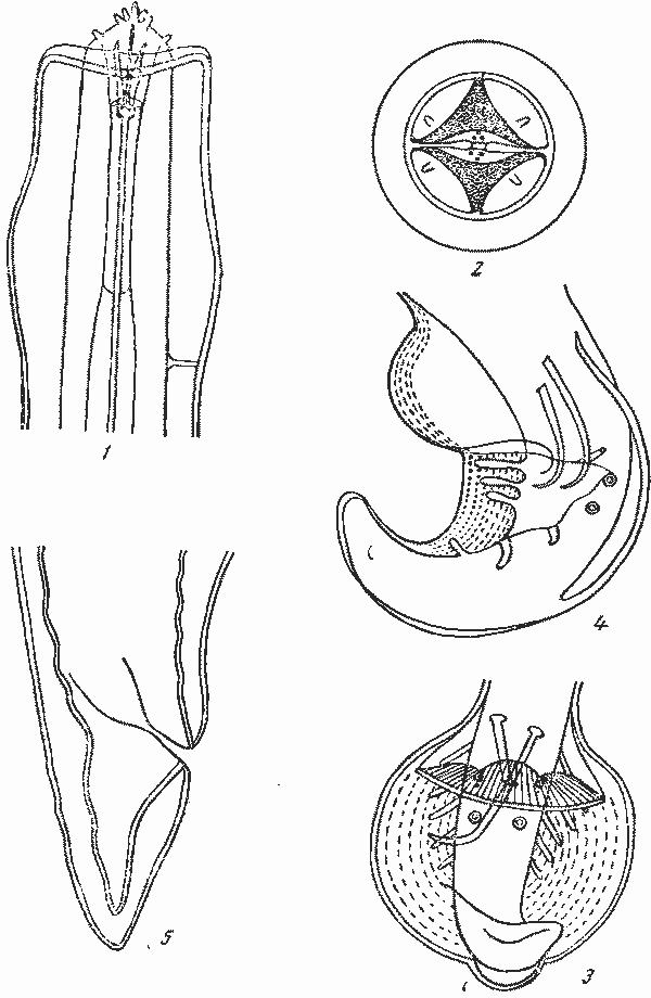 Physaloptera (Physaloptera) mexicana Caballero, 1937 (по Кабальеро, 1937)
