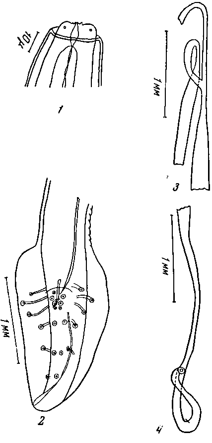 Physaloptera (Physaloptera) mexicana Caballero, 1937 (по Моргану, 1948)