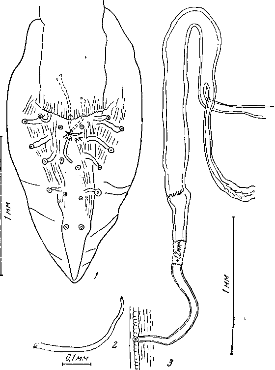 Physaloptera (Physaloptera) mexicana Caballero, 1937 (по Дукеру, 1956)
