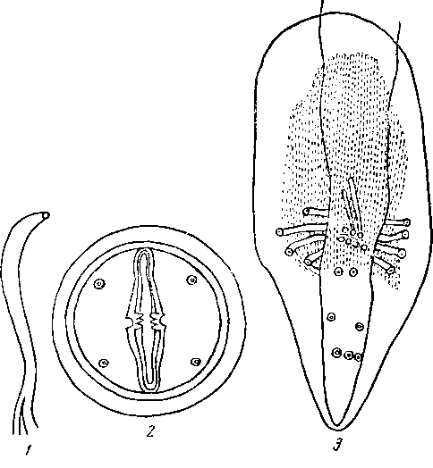 Physaloptera (Physaloptera) clausa orientalis Issaitscliikov, 1926 (по Исайчикову, 1926)