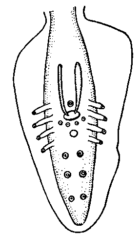 Physaloptera (Physaloptera) muris-brasiliensis Dicsing, 1861 (по Моргану, 1943)