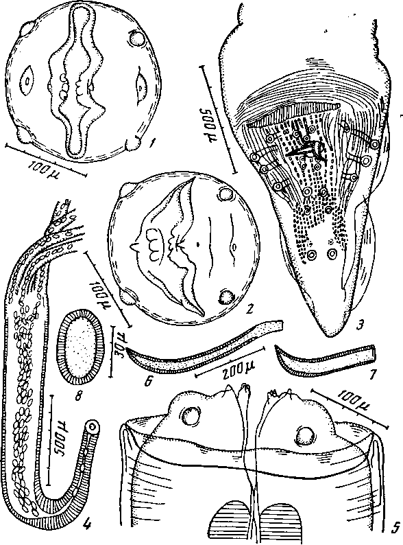 Physaloptera (Physaloptera) ngoci Le-Van-Hoa, 1961 (по Ле-Ван-Гоа, 1961)