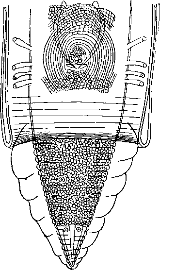 Physaloptera (Physaloptera) praeputiale Linstow, 1889 (по Травассосу, 1917)