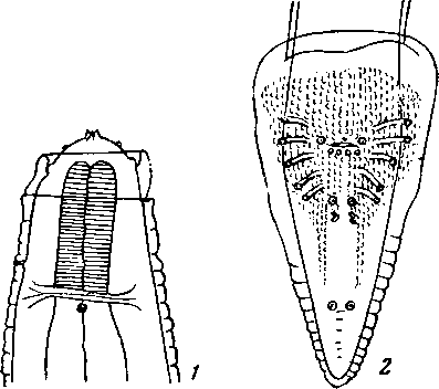 Physaloptera (Physaloptera) rapacis Monnig, 1926 (по Моннигу, 1926)
