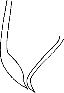 Physaloptera (Physaloptera) retusa Rudolphi, 1819 (по Шпрену, 1932)
