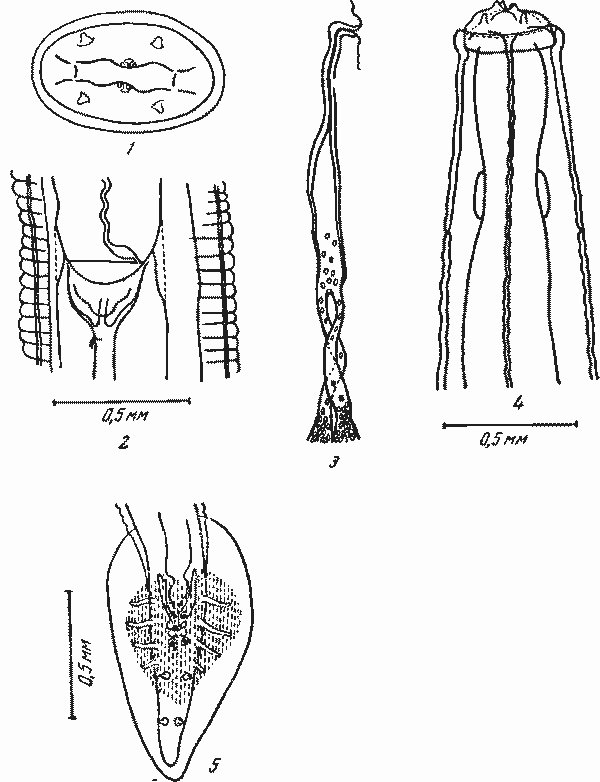 Physaloptera (Physaloptera) abjecta Leidy, 1857 (no Рейберу, Берду и Паркеру, 1940)