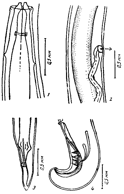 Physaloptera (Physaloptera) sinnicauda Mac Lood, 1933 (по Мак Леоду 1953)