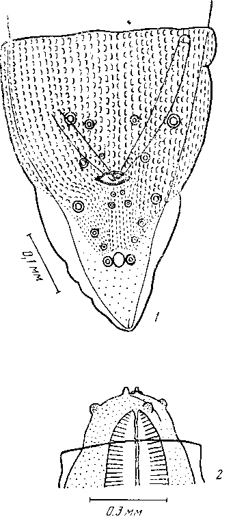 Physaloptera (Physaloptera) thalacomys (Johnston et Mawson, 1940) (по Джонстону и Маусон, 1940)