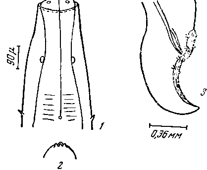 Physaloptera (Physaloptera) troughtoni (Johnston et Mawson, 1941) (по Джонстону и Маусон, 1941)