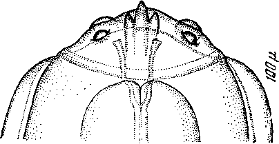 Physaloptera (Physaloptera) sp. Schumakowitsch, 1964 (по Шултковичу, 1964)