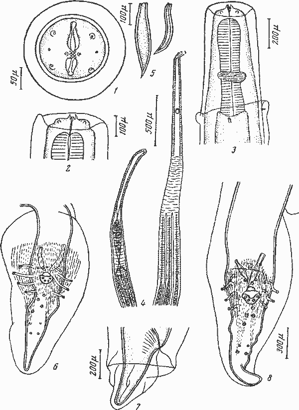 Physaloptera (Tridelphynema) coelebs Linstow, 1897 (по Шабо, Петтер и Бриго, 1961)