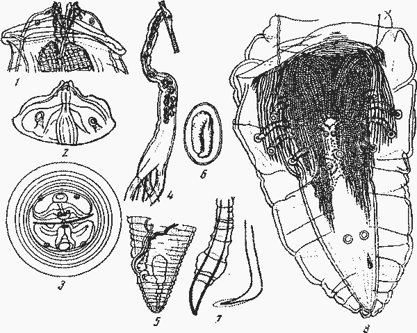 Physaloptera (Tetradelphynema) bluntschlii Kreis, 1945 (по Крейсу, 1945)