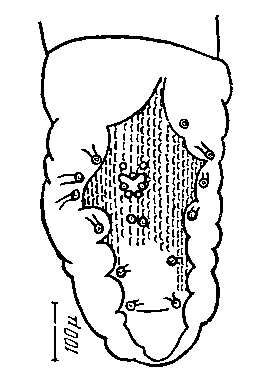 Physaloptera (Physaloptera) abjecta Leidy, 1857 (по Маусон, 1956)